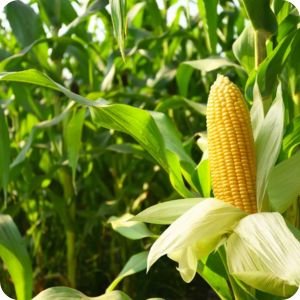 maize